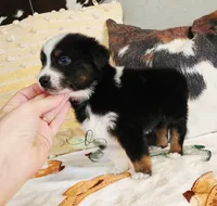 Orion , a male Miniature Australian Shepherd for sale in Marlow, OK – Photo 4 of 7