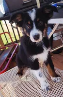 Orion , a male Miniature Australian Shepherd and Toy Australian Shepherd for sale in Marlow, OK – Photo 9 of 9