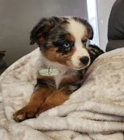 Cinch, a male Miniature Australian Shepherd for sale in Marlow, OK – 2 of 8