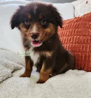 Bella, a female Miniature Australian Shepherd for sale in Marlow, OK – 3 of 9