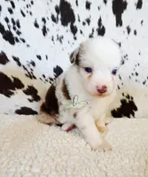 Loretta , a female Miniature Australian Shepherd for sale in Marlow, OK – 3 of 4