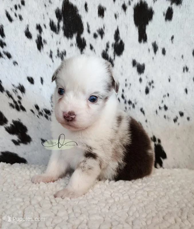 Loretta  – Miniature Australian Shepherd puppy for sale in Marlow, OK