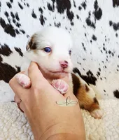 Loretta , a female Miniature Australian Shepherd for sale in Marlow, OK – 2 of 4