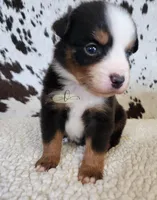 Waylon , a male Miniature Australian Shepherd for sale in Marlow, OK – 7 of 9