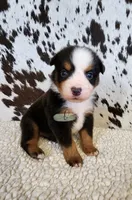 Waylon , a male Miniature Australian Shepherd for sale in Marlow, OK – 8 of 9