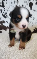 Waylon , a male Miniature Australian Shepherd for sale in Marlow, OK – 4 of 9