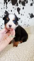 Waylon , a male Miniature Australian Shepherd for sale in Marlow, OK – 5 of 9