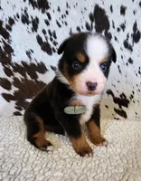 Waylon , a male Miniature Australian Shepherd for sale in Marlow, OK – 3 of 9