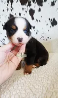 Waylon , a male Miniature Australian Shepherd for sale in Marlow, OK – 9 of 9