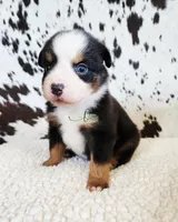 Waylon , a male Miniature Australian Shepherd for sale in Marlow, OK – 1 of 9