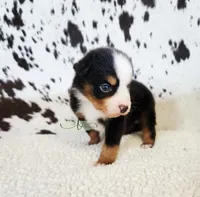 Waylon , a male Miniature Australian Shepherd for sale in Marlow, OK – 2 of 9