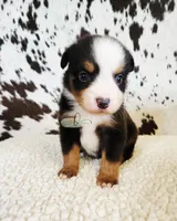 Waylon , a male Miniature Australian Shepherd for sale in Marlow, OK – 6 of 9