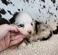 Dolly, a female Miniature Australian Shepherd for sale in Marlow, OK – 4 of 10