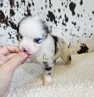 Dolly, a female Miniature Australian Shepherd for sale in Marlow, OK – 2 of 10