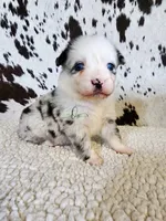 Dolly, a female Miniature Australian Shepherd for sale in Marlow, OK – 10 of 10