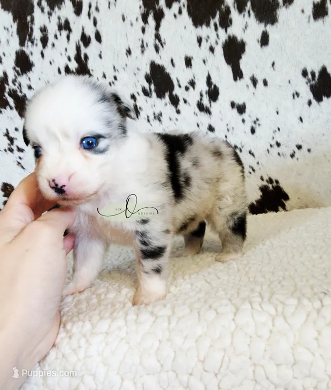 Dolly – Miniature Australian Shepherd puppy for sale in Marlow, OK