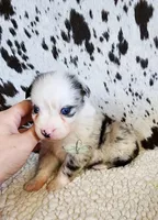 Dolly, a female Miniature Australian Shepherd for sale in Marlow, OK – 7 of 10