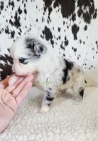 Dolly, a female Miniature Australian Shepherd for sale in Marlow, OK – 3 of 10