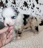 Dolly, a female Miniature Australian Shepherd for sale in Marlow, OK – 5 of 10