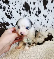 Dolly, a female Miniature Australian Shepherd for sale in Marlow, OK – 9 of 10