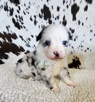 Dolly, a female Miniature Australian Shepherd for sale in Marlow, OK – 8 of 10