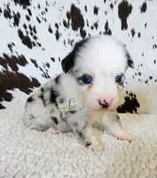 Dolly, a female Miniature Australian Shepherd for sale in Marlow, OK – 6 of 10