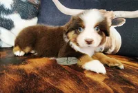 Aiden, a male Miniature Australian Shepherd for sale in Marlow, OK – 1 of 3
