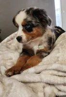Cinch, a male Miniature Australian Shepherd for sale in Marlow, OK – 3 of 8