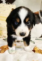 Apollo , a male Miniature Australian Shepherd for sale in Marlow, OK – Photo 1 of 6