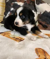 Apollo , a male Miniature Australian Shepherd for sale in Marlow, OK – Photo 3 of 6