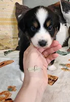 Apollo , a male Miniature Australian Shepherd for sale in Marlow, OK – Photo 5 of 6