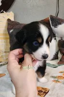 Apollo , a male Miniature Australian Shepherd for sale in Marlow, OK – Photo 2 of 6