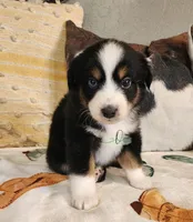 Apollo , a male Miniature Australian Shepherd for sale in Marlow, OK – Photo 6 of 6