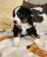 Apollo , a male Miniature Australian Shepherd for sale in Marlow, OK – Photo 4 of 6