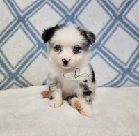 Nova, a female Miniature Australian Shepherd for sale in Marlow, OK – 5 of 5