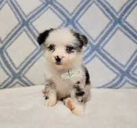 Nova, a female Miniature Australian Shepherd for sale in Marlow, OK – 4 of 5