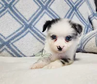 Nova, a female Miniature Australian Shepherd for sale in Marlow, OK – 2 of 5