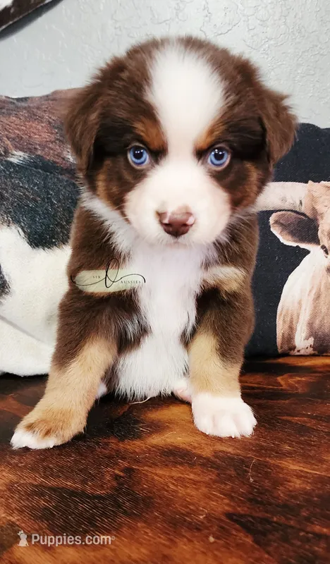 Cody – Miniature Australian Shepherd puppy for sale in Marlow, OK