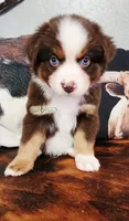 Cody, a male Miniature Australian Shepherd for sale in Marlow, OK – 1 of 3