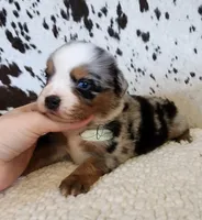Haggard , a male Miniature Australian Shepherd for sale in Marlow, OK – 4 of 9