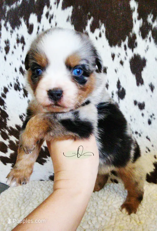 Haggard  – Miniature Australian Shepherd puppy for sale in Marlow, OK