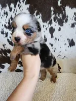 Haggard , a male Miniature Australian Shepherd for sale in Marlow, OK – 2 of 9
