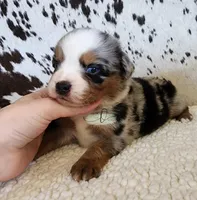 Haggard , a male Miniature Australian Shepherd for sale in Marlow, OK – 3 of 9