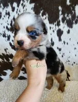 Haggard , a male Miniature Australian Shepherd for sale in Marlow, OK – 6 of 9