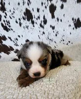 Haggard , a male Miniature Australian Shepherd for sale in Marlow, OK – 7 of 9
