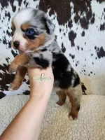 Haggard , a male Miniature Australian Shepherd for sale in Marlow, OK – 9 of 9