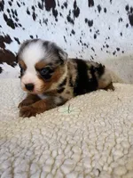 Haggard , a male Miniature Australian Shepherd for sale in Marlow, OK – 5 of 9
