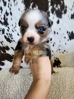 Haggard , a male Miniature Australian Shepherd for sale in Marlow, OK – 8 of 9