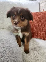 Bella, a female Miniature Australian Shepherd for sale in Marlow, OK – 6 of 9