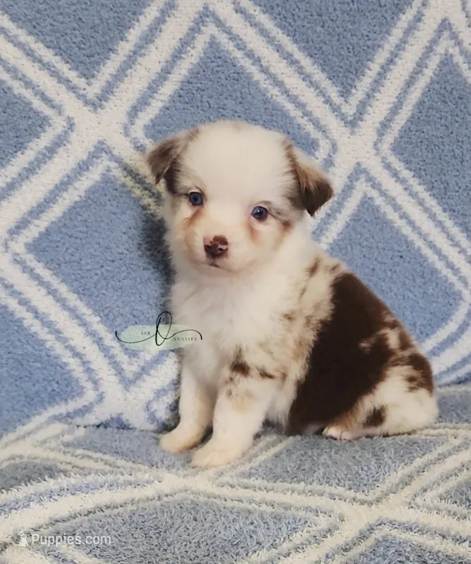 Loretta  – Miniature Australian Shepherd puppy for sale in Marlow, OK